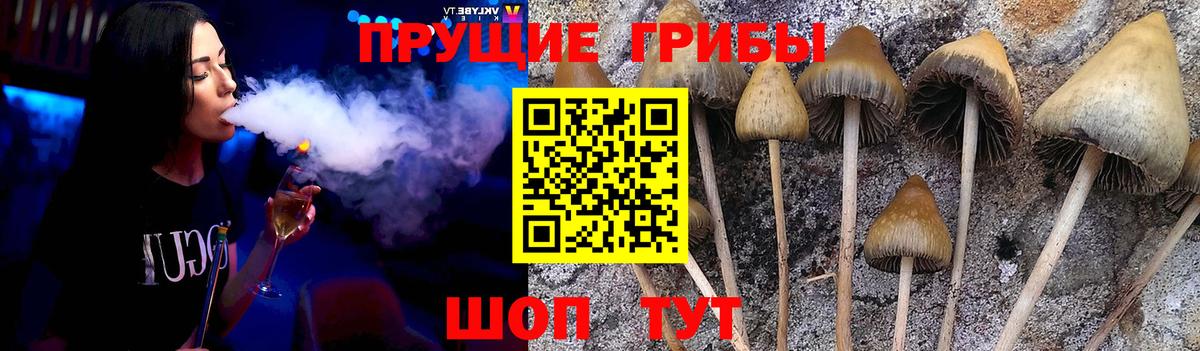 Галлюциногенные грибы Psilocybe Назрань